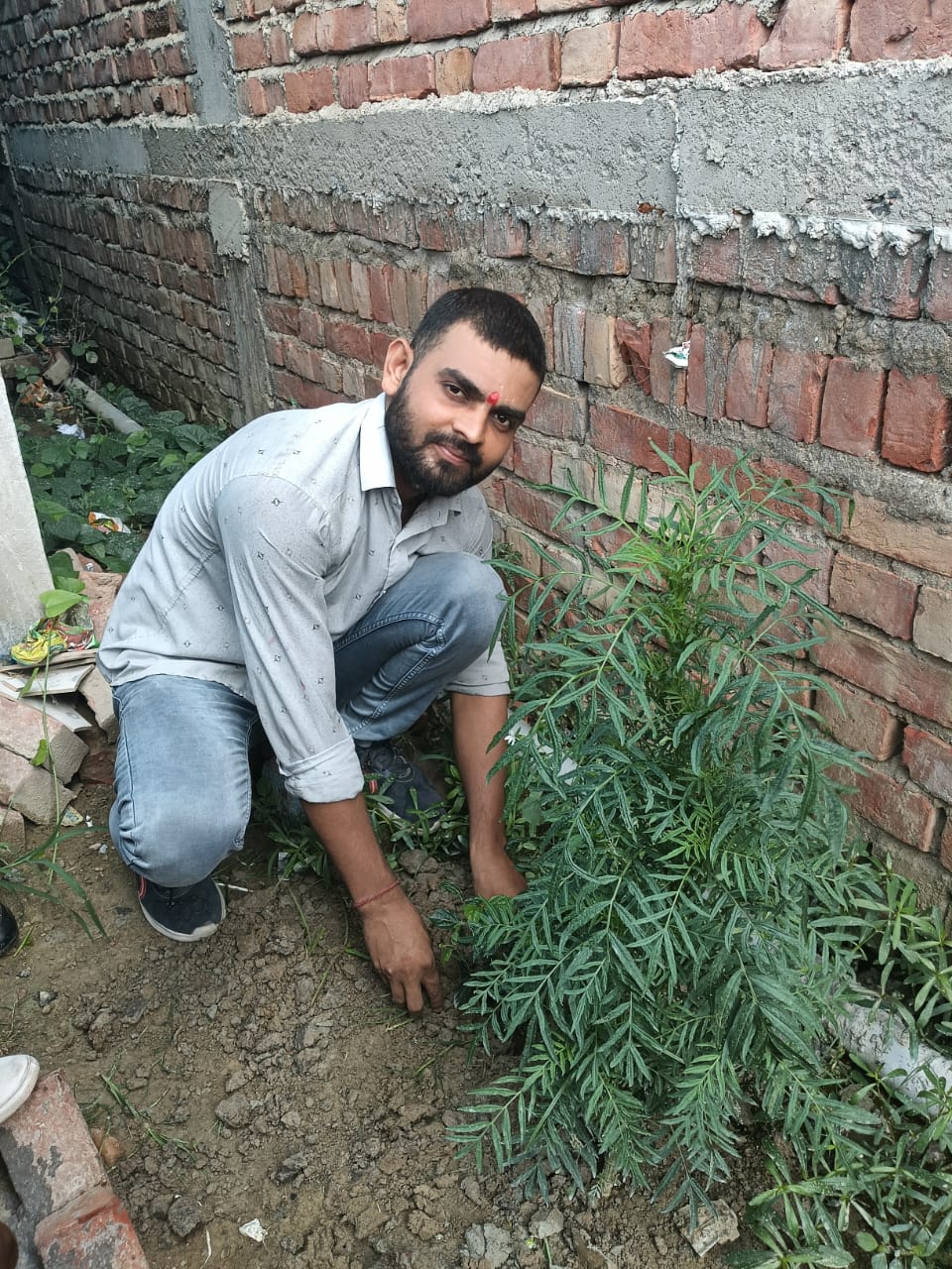 tree plantation