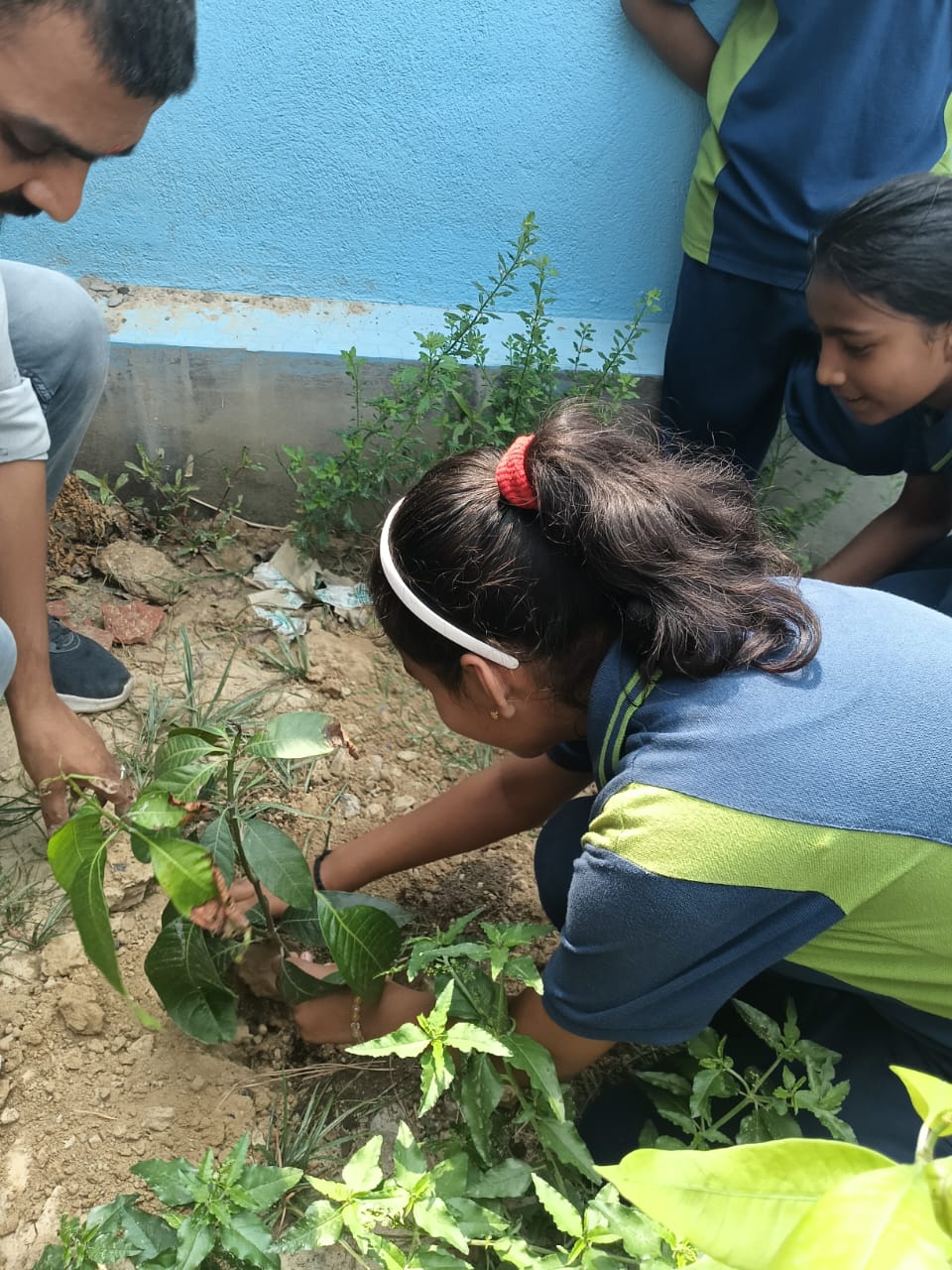 tree plantation 3