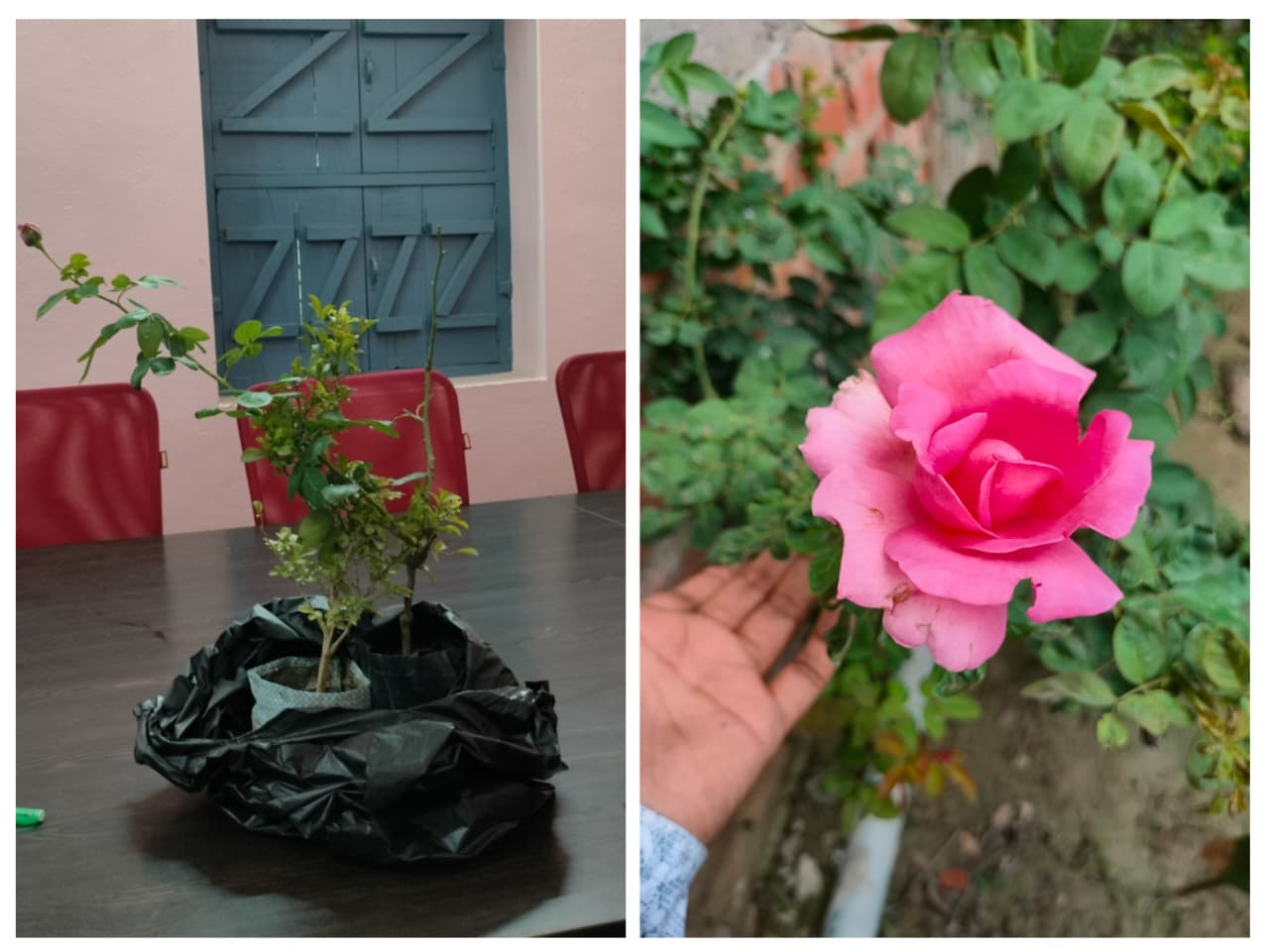 tree plantation 3
